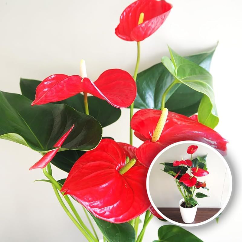 ＩＴＡＮＳＥ アンスリウム ミネソタ 6号 1個売り 観葉植物 熱帯植物 学名 Anthurium andraeanum Minnesota タイプ サトイモ科 ベニウチワ属 アンスリウム属 非耐寒性 多年草 原産地 熱帯アメリカ 西インド諸島