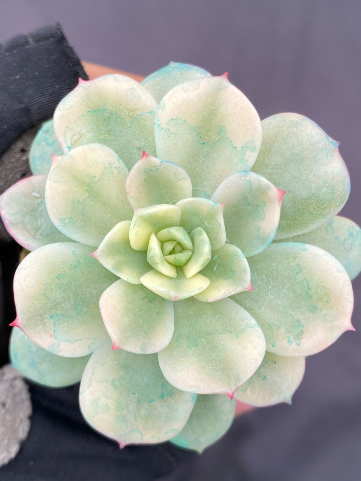 新入荷 ダレン錦 ZM368×72苗 土付き 多肉植物 詰め合わせ