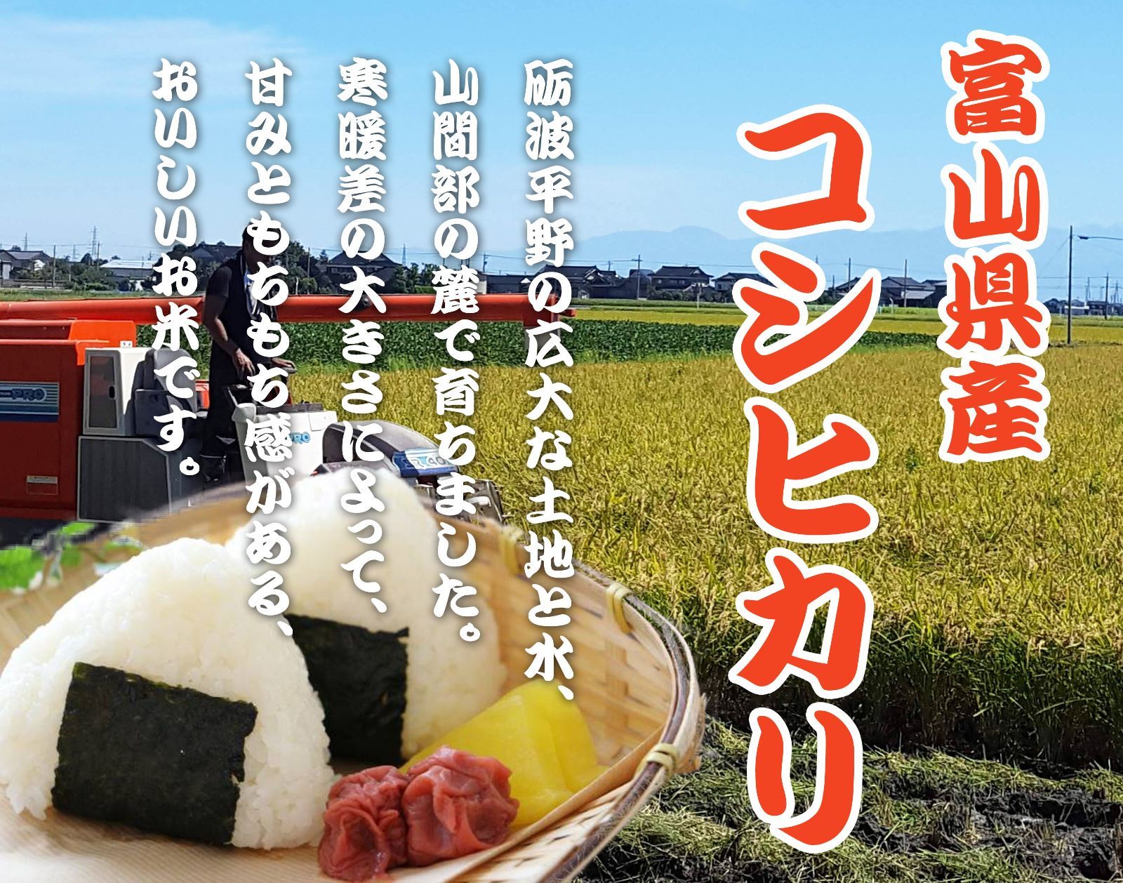 富山県産 新米コシヒカリ お米 30キロ 令和4年産 - 米