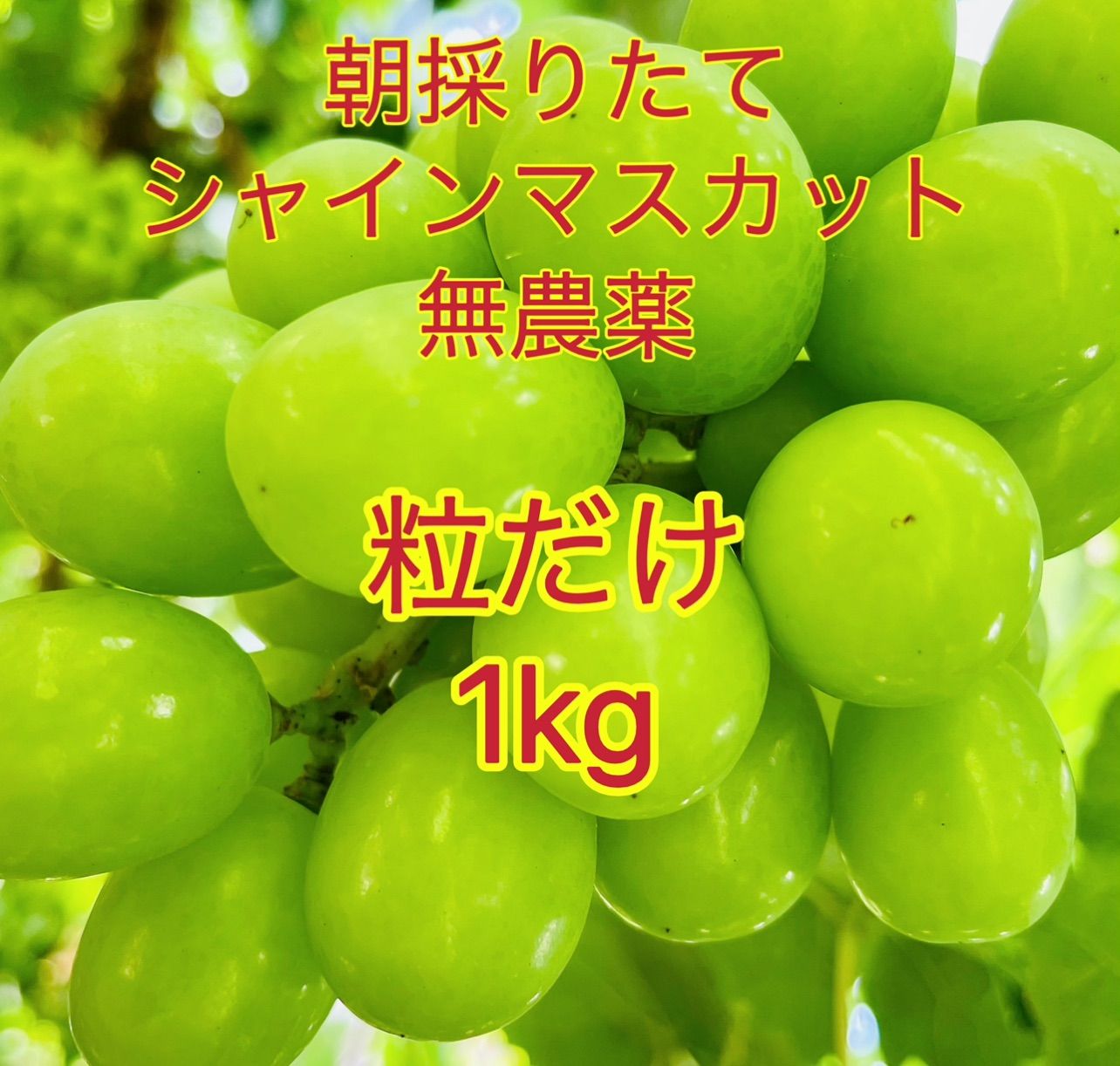 岡山シャインマスカット無農薬粒だけ1kg高糖度完熟家庭用パリッ