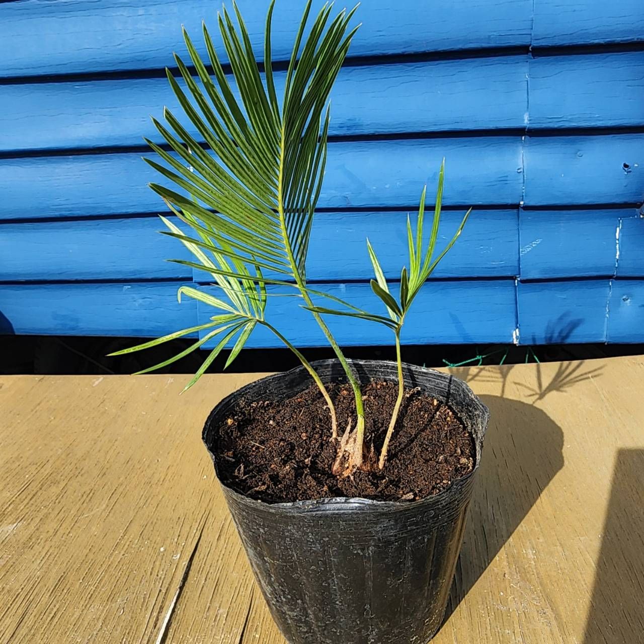 抜き苗発送】実生苗 ソテツ 蘇鉄 Cycas revoluta 2025-4-27-cr2 - メルカリ