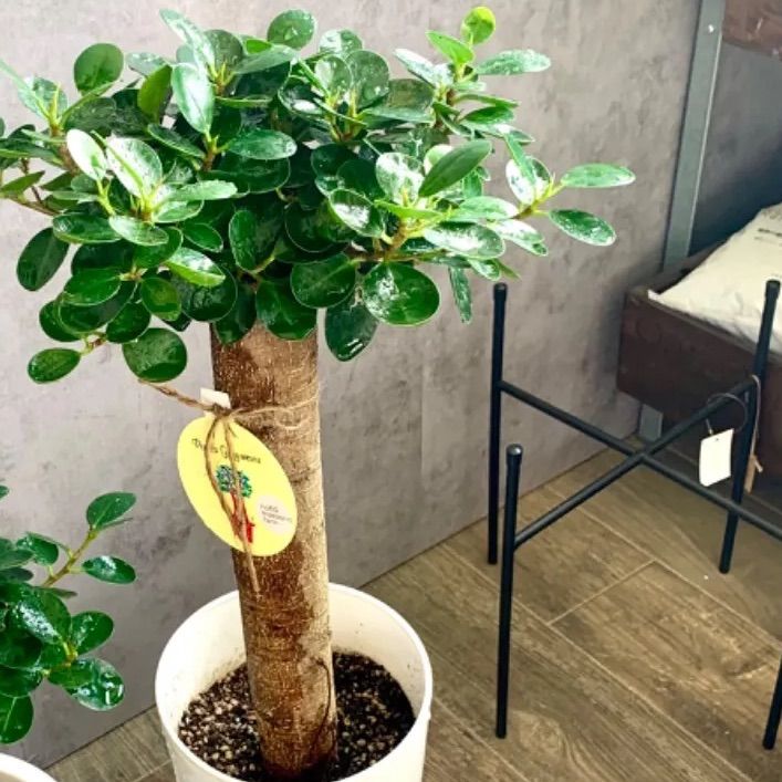 パンダガジュマル 接木 観葉植物 ガジュマル パンダガジュマル 斑入り