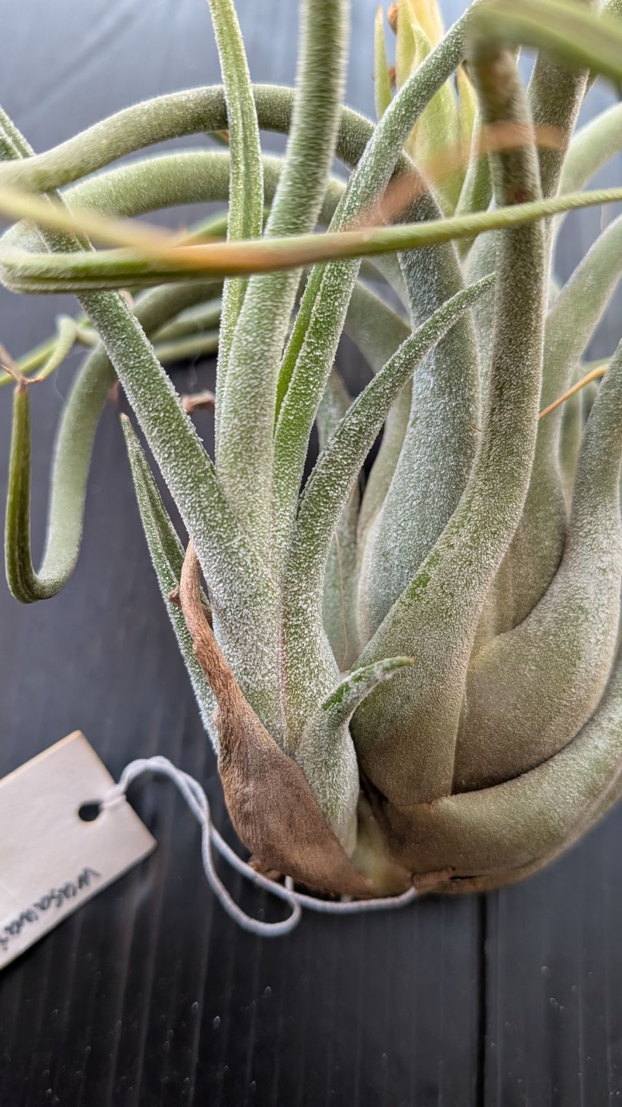 T. ionantha tall velvet 石化 綴化 T. ionantha tall velvet 石化 綴化 T. ionantha tall velvet 石化 綴化