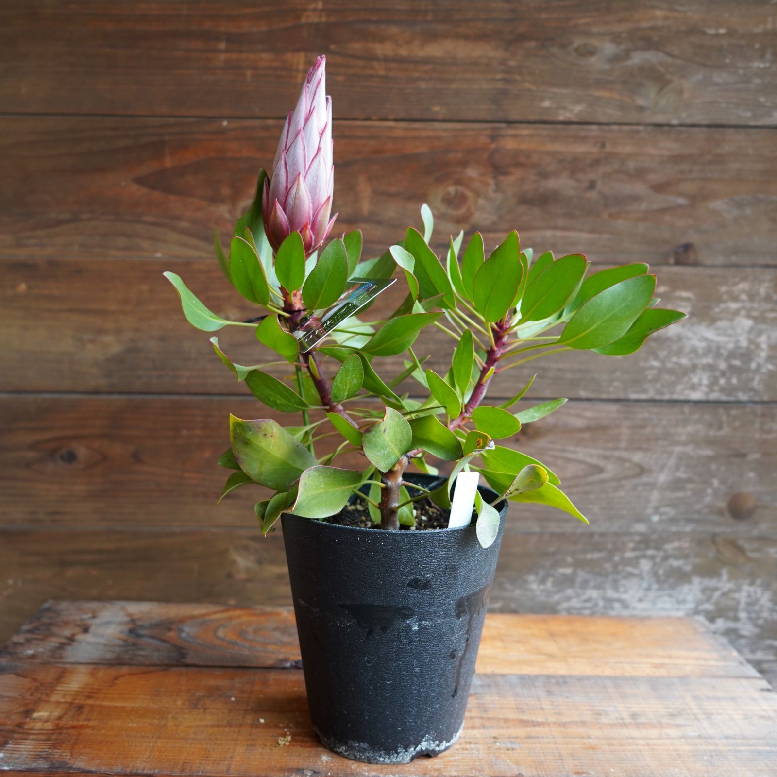 プロテア　リトルプリンス 10号ロング プロテア リトルプリンス 10号 大株 B 現物発送 ブランド