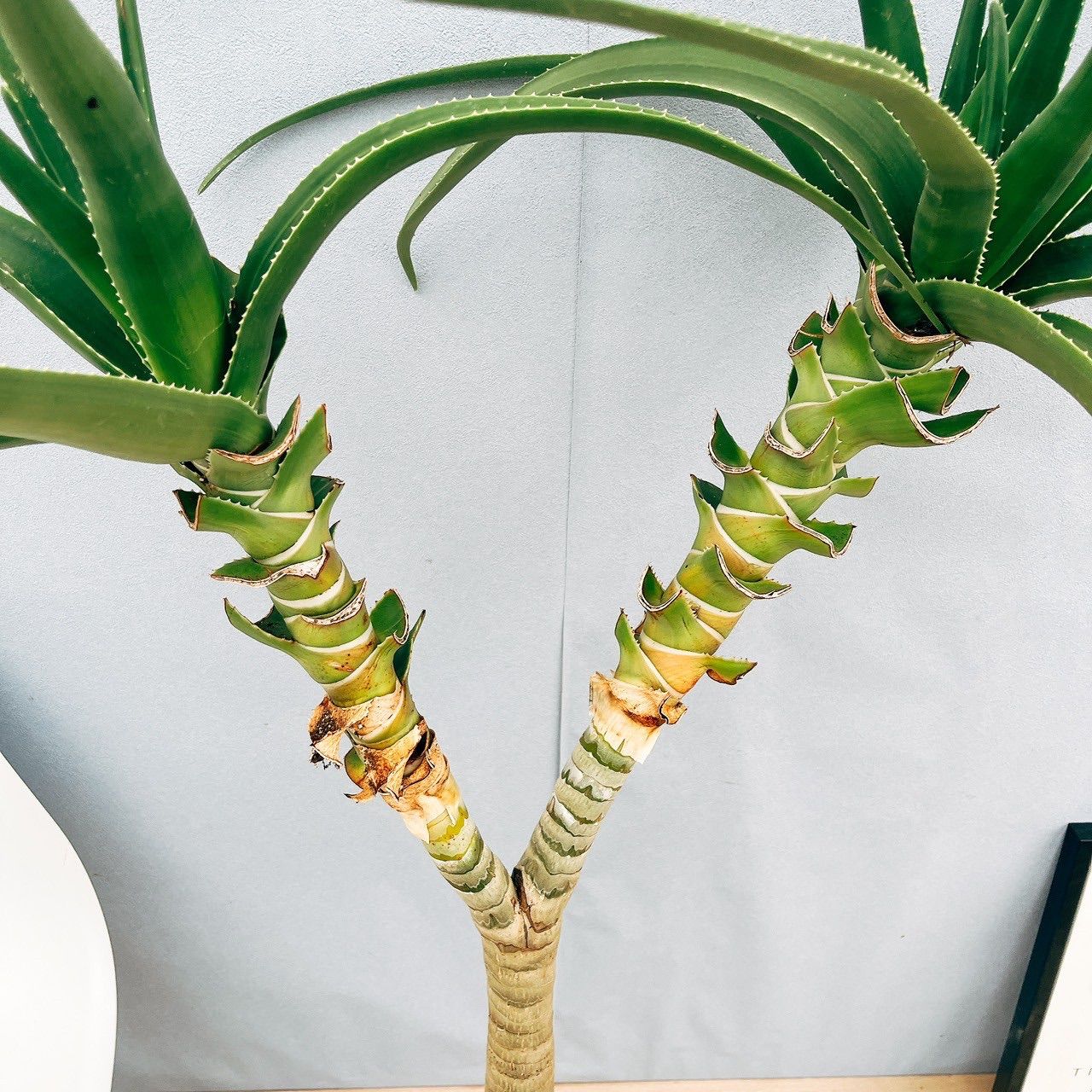 アロエ　メデューサ 現品］【希少】94番 アロエ メデューサ 8号 観葉植物 室内 大型