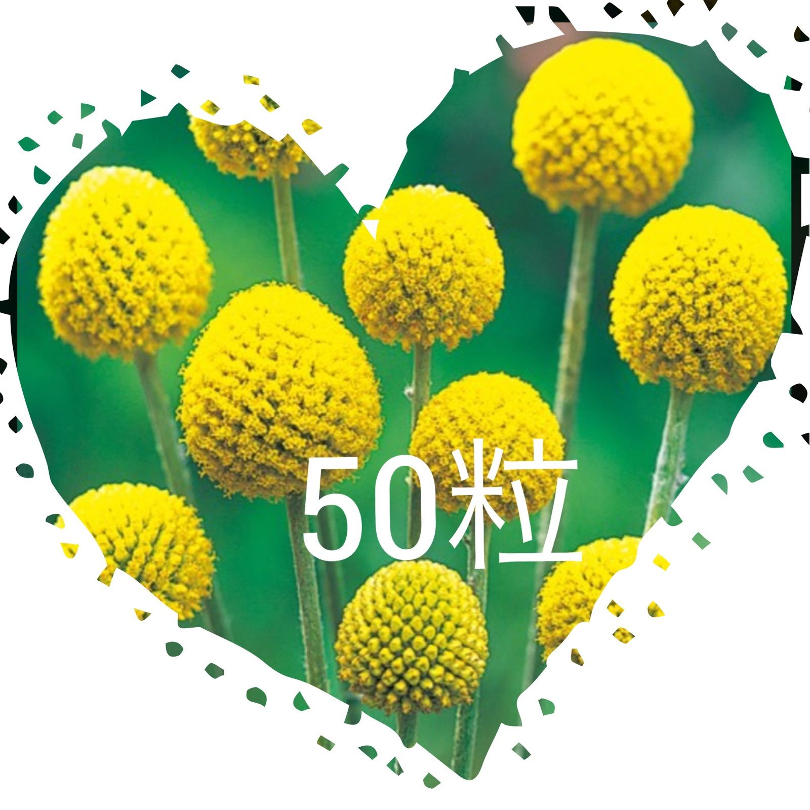 クラスペディア◎グロボーサ◎ゴールドスティック◎50粒◎ドライ 
