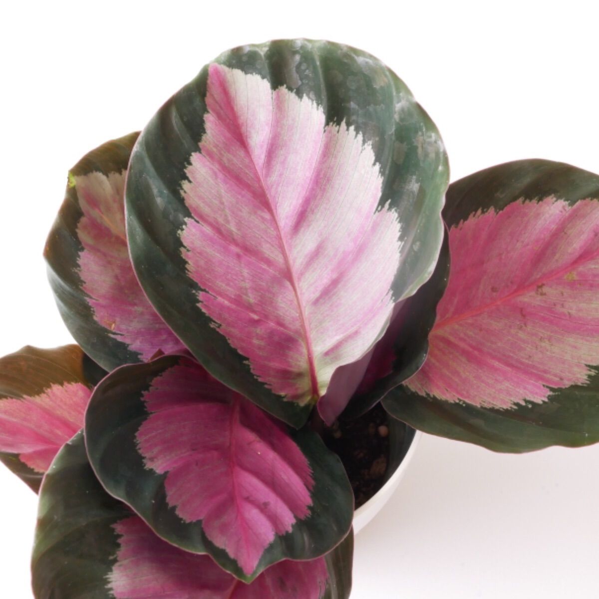 メルカリshops おまかせ3種 カラテア オルビフォリア サンデリアーナ ロージー ビューティー メルカリshops おまかせ3種 カラテア オルビフォリア サンデリアーナ ロージー ビューティー