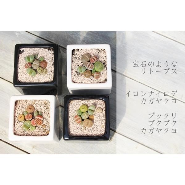 コノフィツム、リトープス寄せ植え 豪華 コノフィツム、リトープス寄せ植え - メルカリ