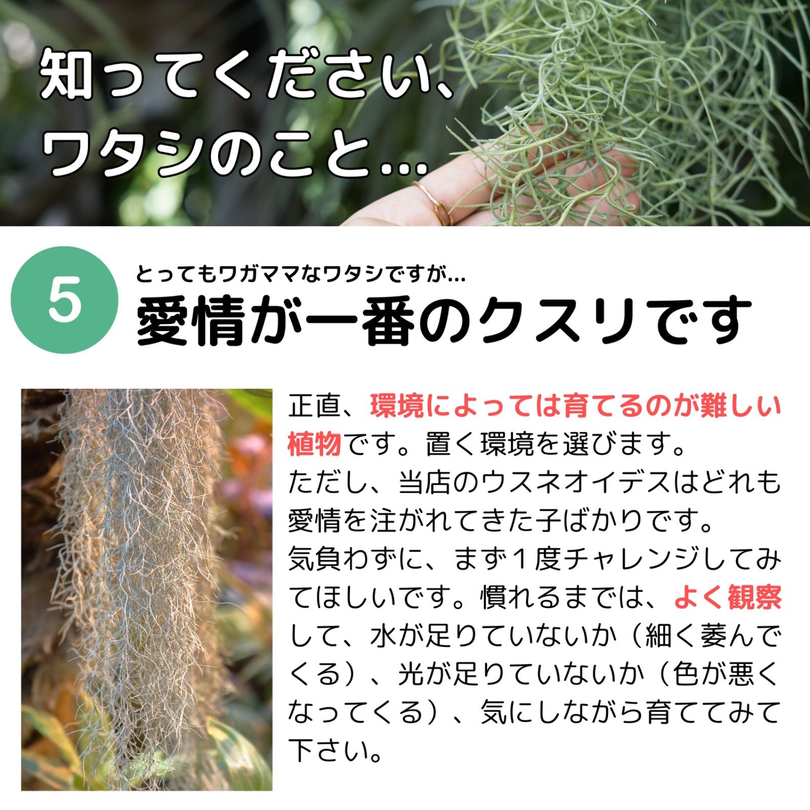 特大サイズのスパニッシュモス（60cm） チランジア エアプランツ ウスネオイデス
