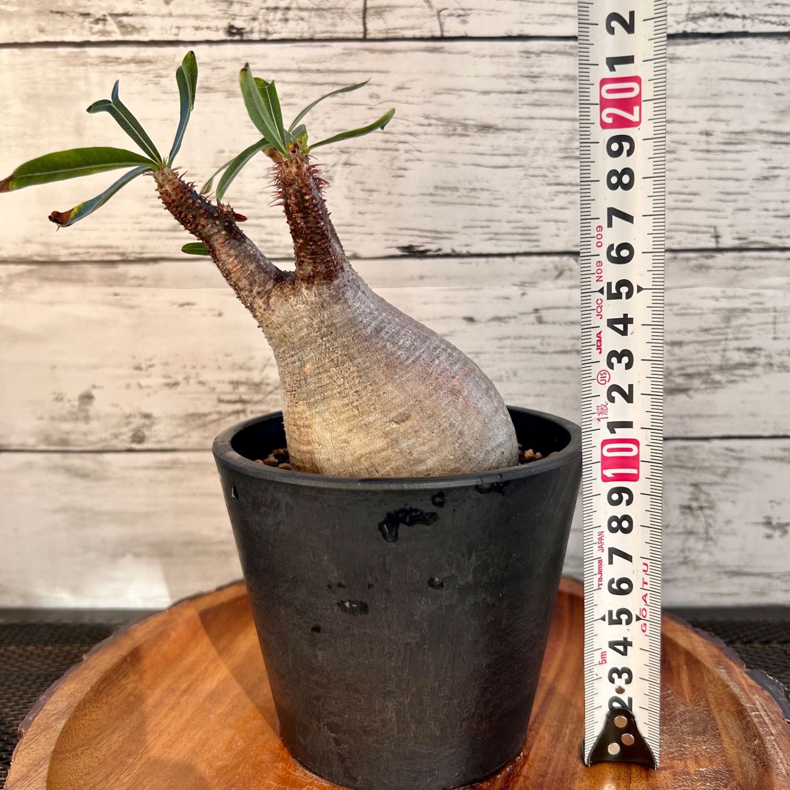 パキポディウムグラキリス 現地球 発根済み 幹幅約12cm