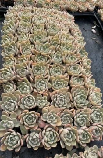 セール中◎韓国鉢(72)◎個別購入はご希望の番号をコメントお願いします♡ A様 専用2 11点 - メルカリ