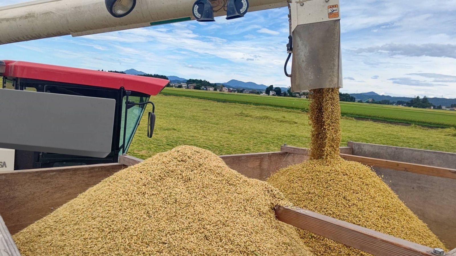 食品 米20キロコシヒカリ 新潟県産コシヒカリ 白米 新潟米 お米 謙信秘蔵米