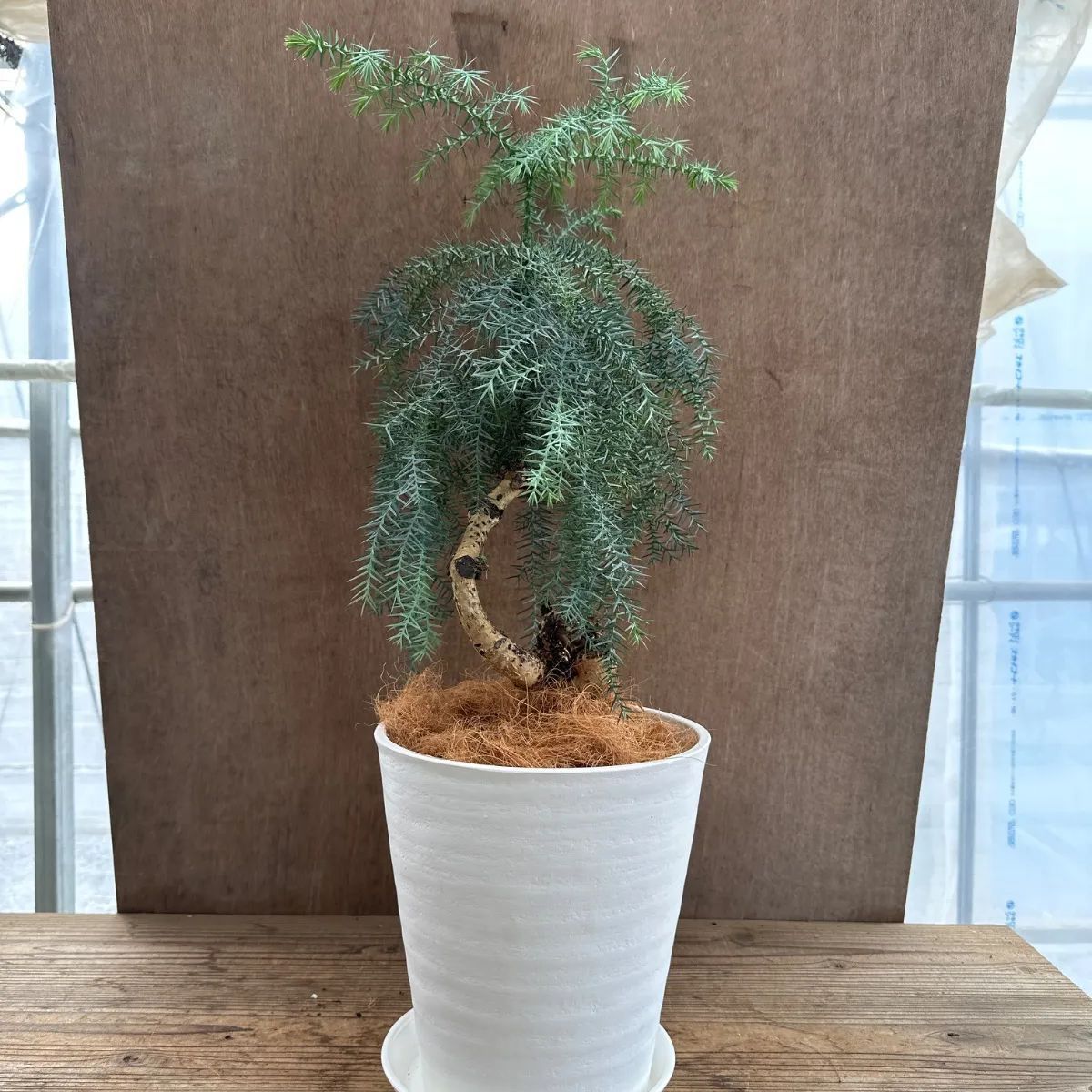 アロカリア② 8号 観葉植物 観葉 植物 黄金昇り竜 シマナンヨウスギ