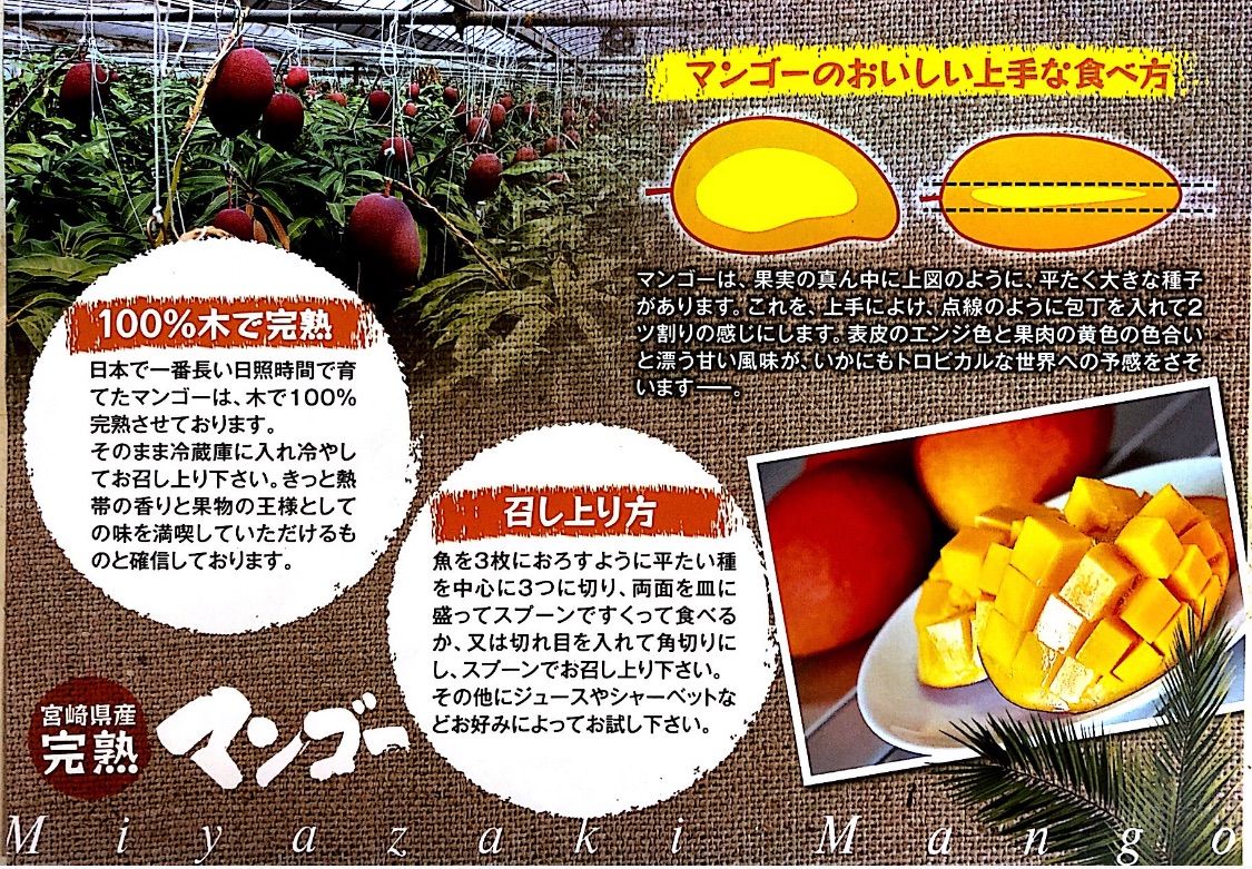 宮崎県産　完熟マンゴー　1.5kg　チルド