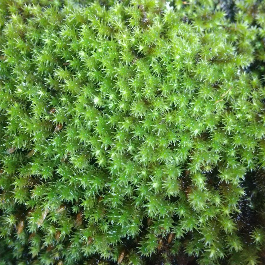 大容量スナゴケ60×30㎝×⑤セット・植木周りに補充・盆栽・テラリウム素材