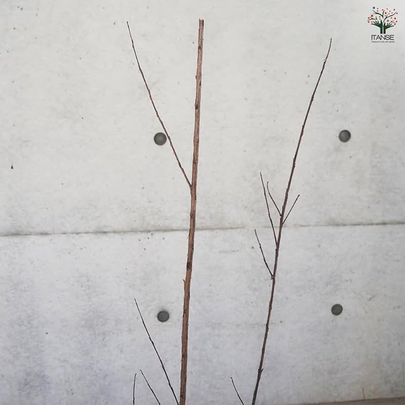 ♥ ＩＴＡＮＳＥ サルスベリ ブラックリーフダイヤモンド ピュアホワイト 6号 1個売り 品種で選べる花木苗 別名 百日紅 ヒャクジツコウ ●ブラックリーフダイヤモンドは銅葉系品種で 手入れをあまり必要とせず樹形が自然にコンパクトに整います 葉の 0 STEELWINDOWSANDDOORS_COM