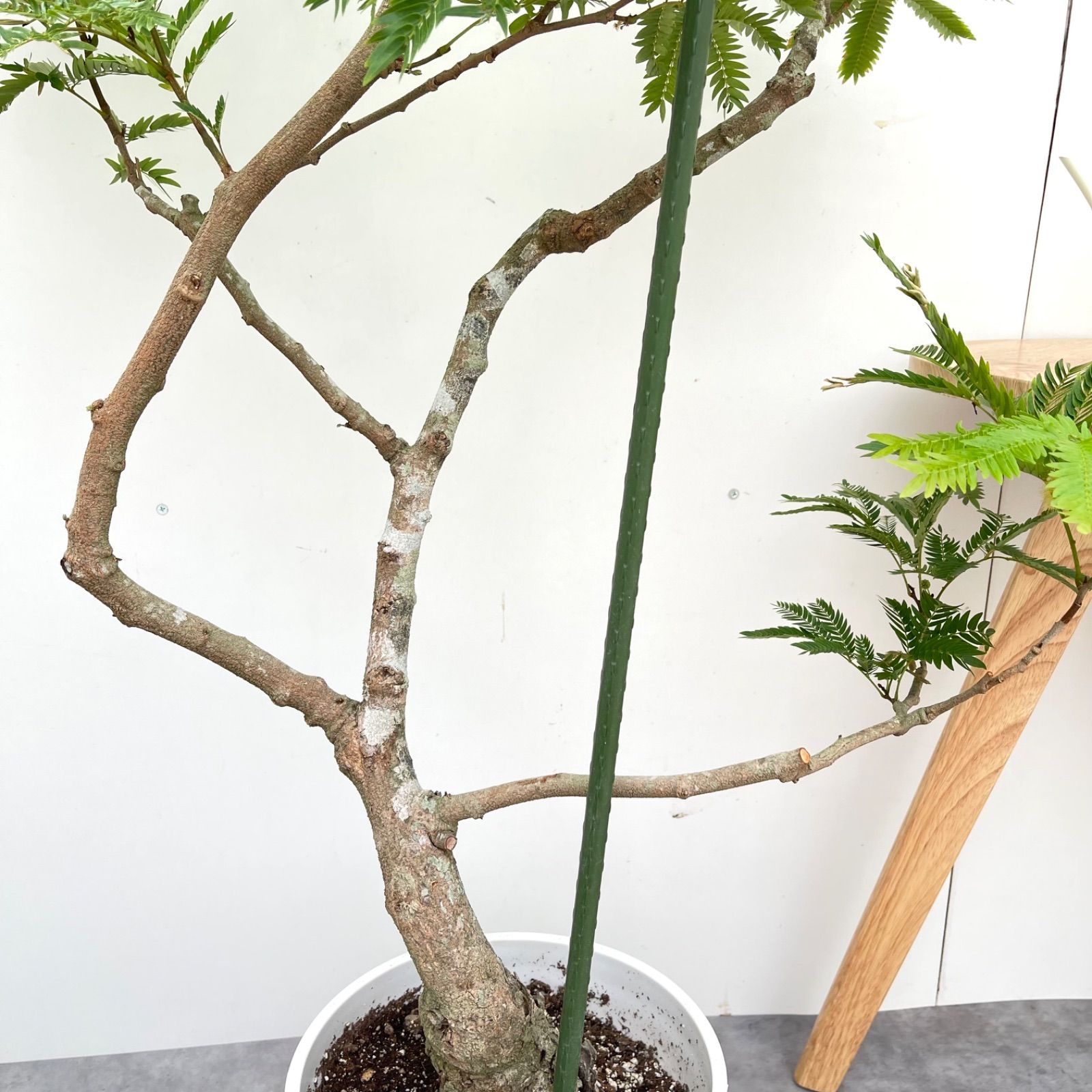 エバーフレッシュ 曲がり 10【現品】観葉植物 室内 大型 幹太 - メルカリ 