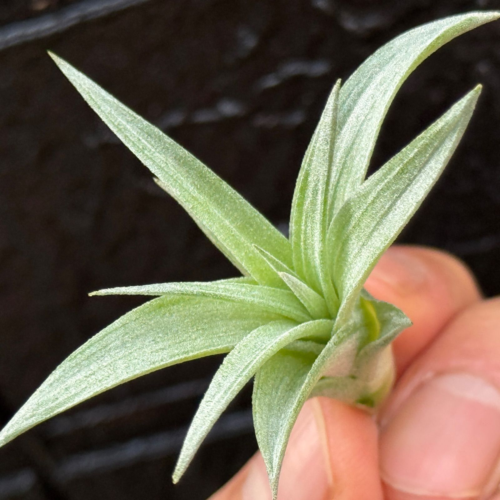 子株＊ チランジア ハリシー×(キセログラフィカ×ブラキカウロス