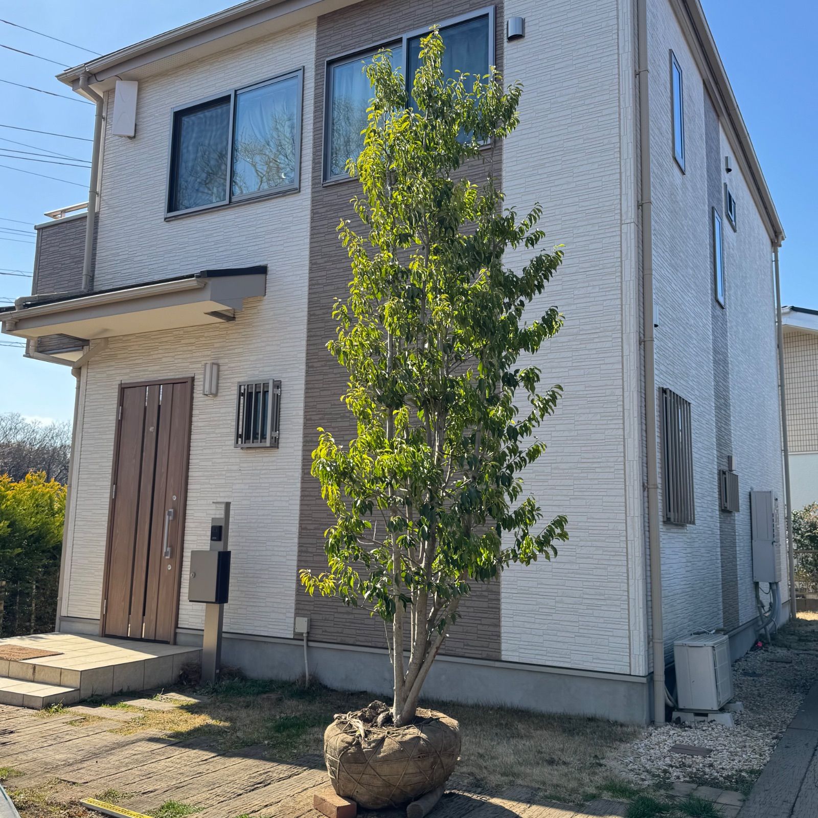 本株立ち】ソヨゴ - メルカリ