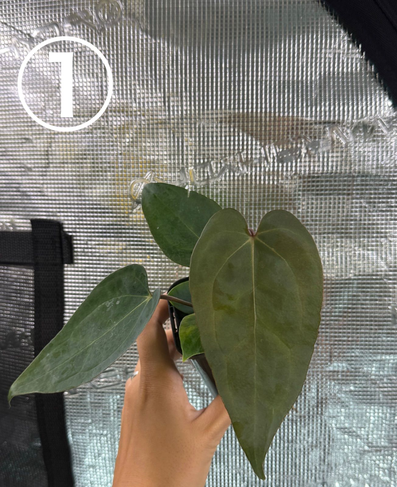 Anthuroom】Anthurium 'Ace of Spades' (df) x 'Blue