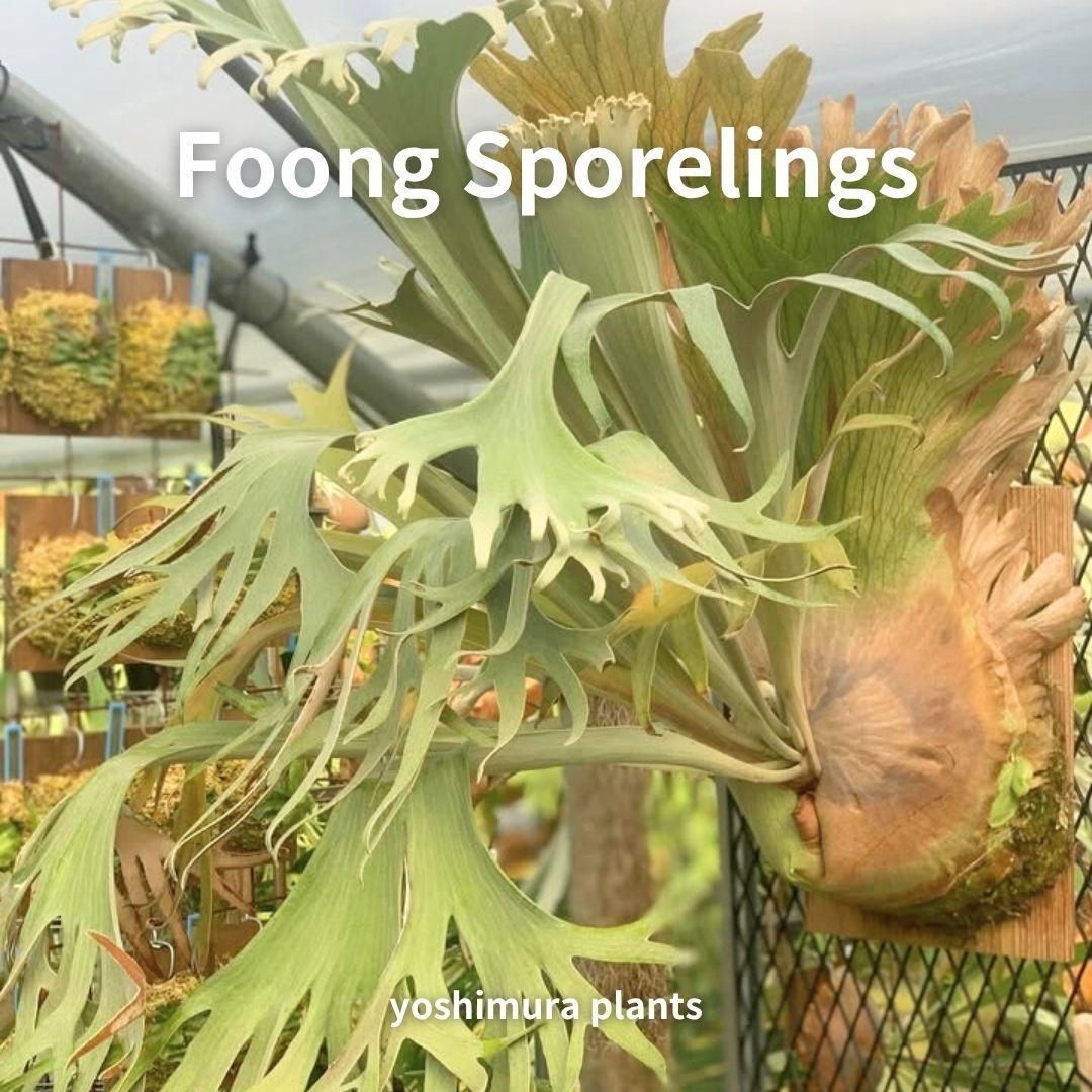 胞子] Foong Sporelings ビカクシダ - メルカリ