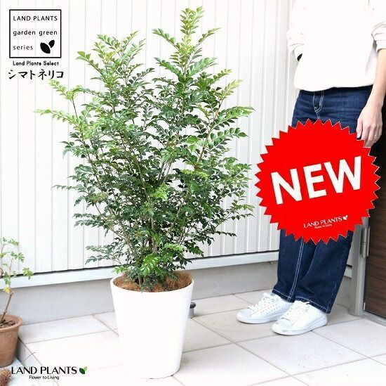 美品！値下げ中！ビックサーフ / ACE-TEC 9`0 フィート アウトレット