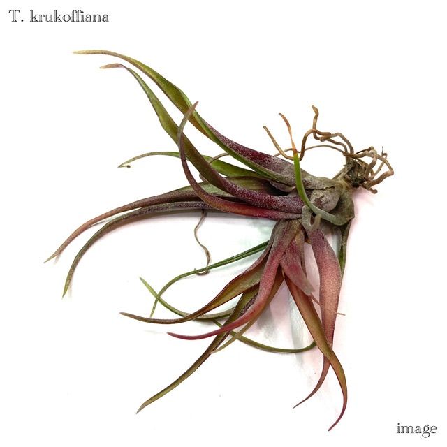 チランジア クルコフィアナ (エアープランツ ティランジア krukoffiana