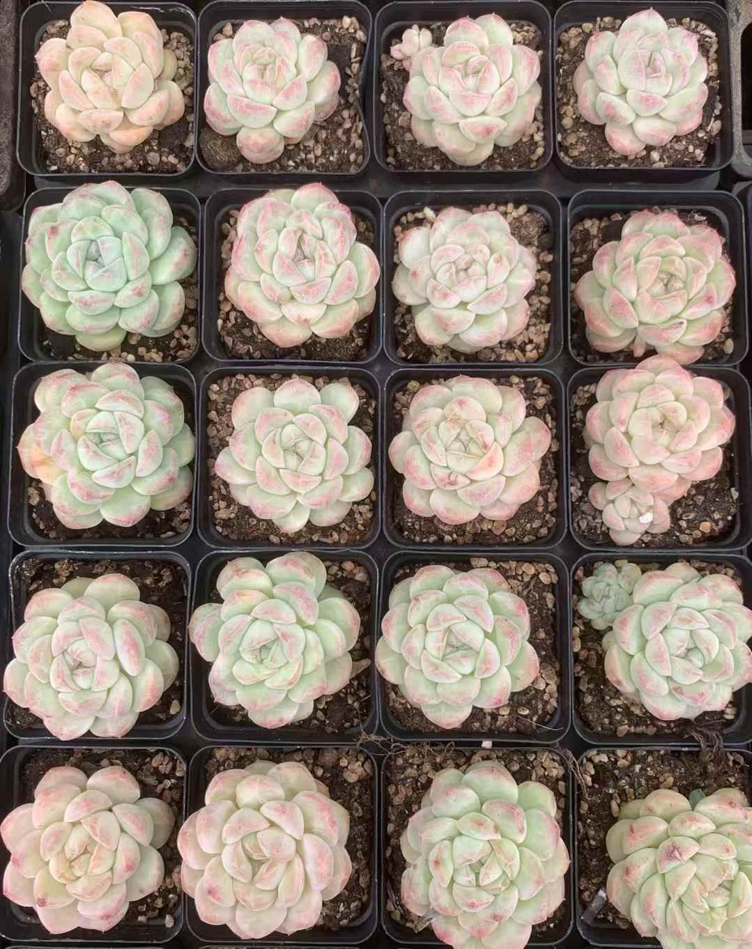 54株の抜き苗セット アイスファット 多肉植物 佐川急便発送 エケベリア 韓国苗 LX38 YUZUMIYA_COM