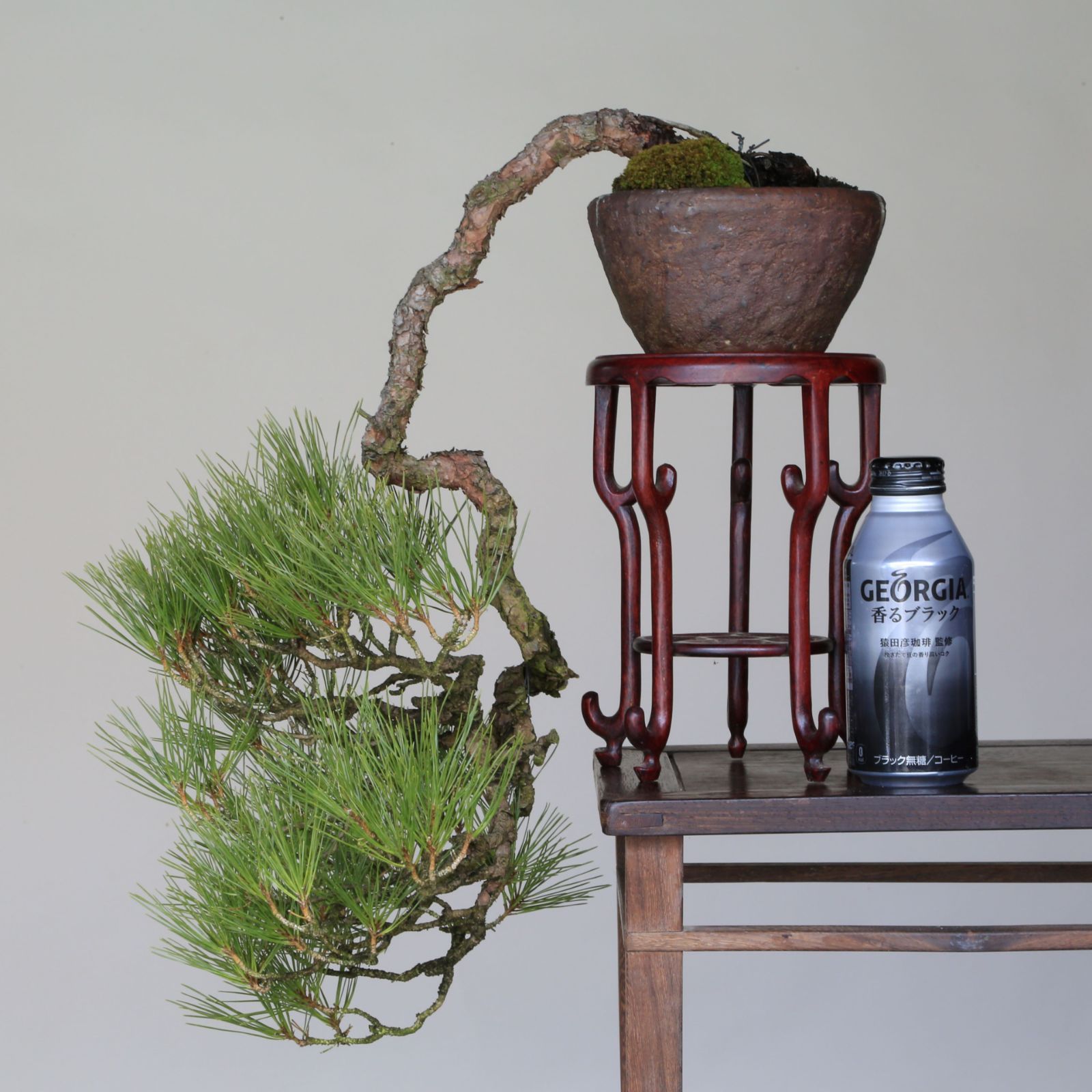 赤松　ミニ盆栽　樹齢40年