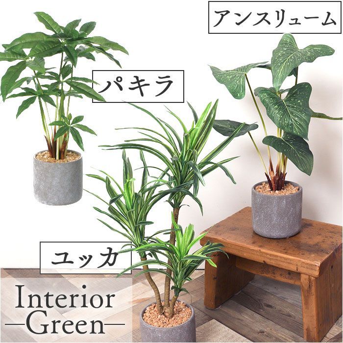 ゼブラホリダ 関上No.1（オス）実生株 珍奇植物 観葉植物 多肉
