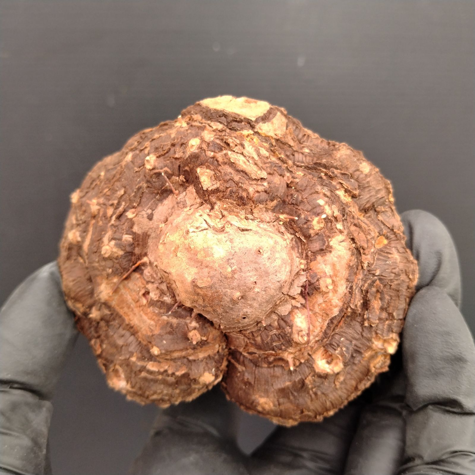 ☆*☆様 メキシコ亀甲竜（SBラベル）　塊根植物　珍奇植物　ディオスコレア・メキ V185【最新到着】Dioscorea Mexicana メキシコ亀甲竜（現地球