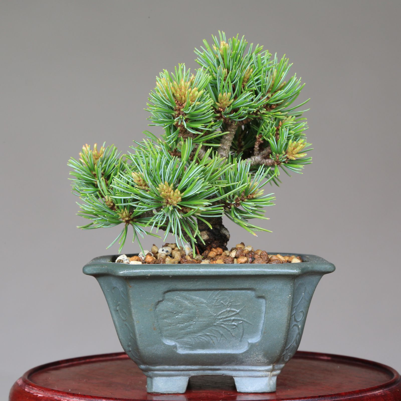 那須五葉松 八房品種『那須娘』ミニ盆栽【泰寿園 Online】 盆栽 那須娘