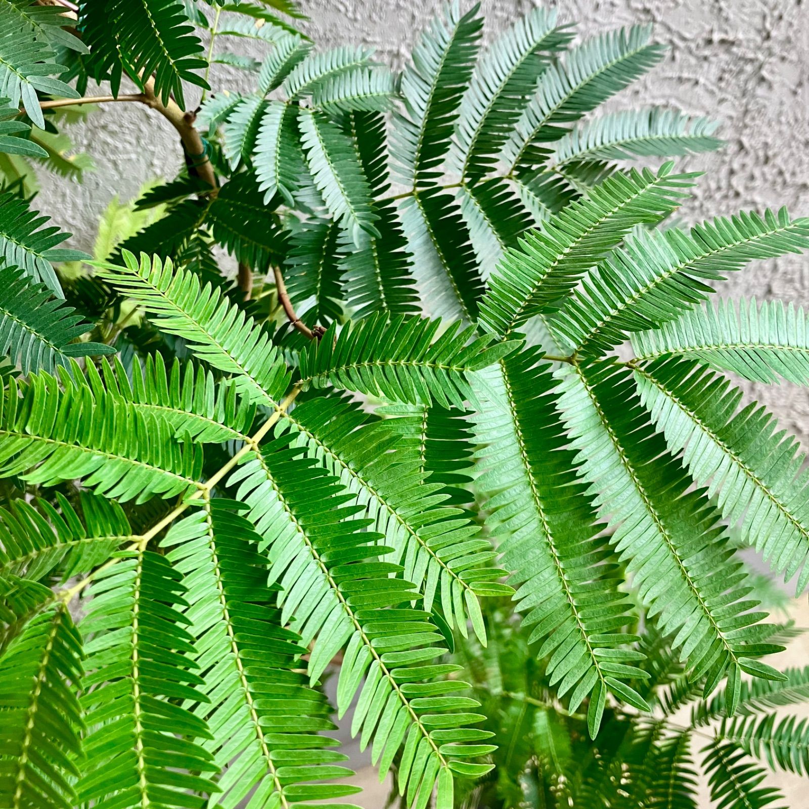 10号 テラコッタ鉢植え