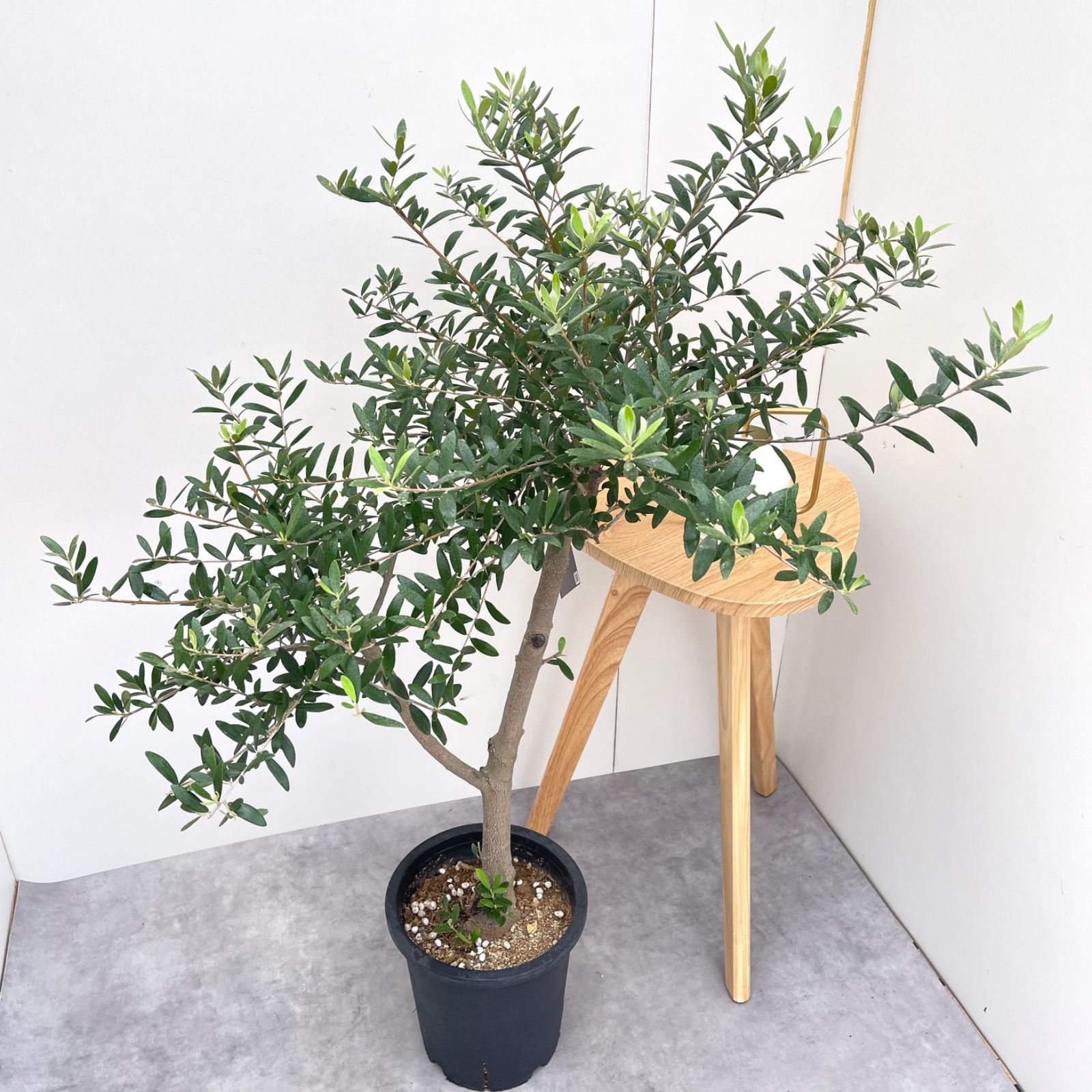 オリーブ ネバディロブランコ 19 現品 観葉植物 創樹 SOUJU 大型