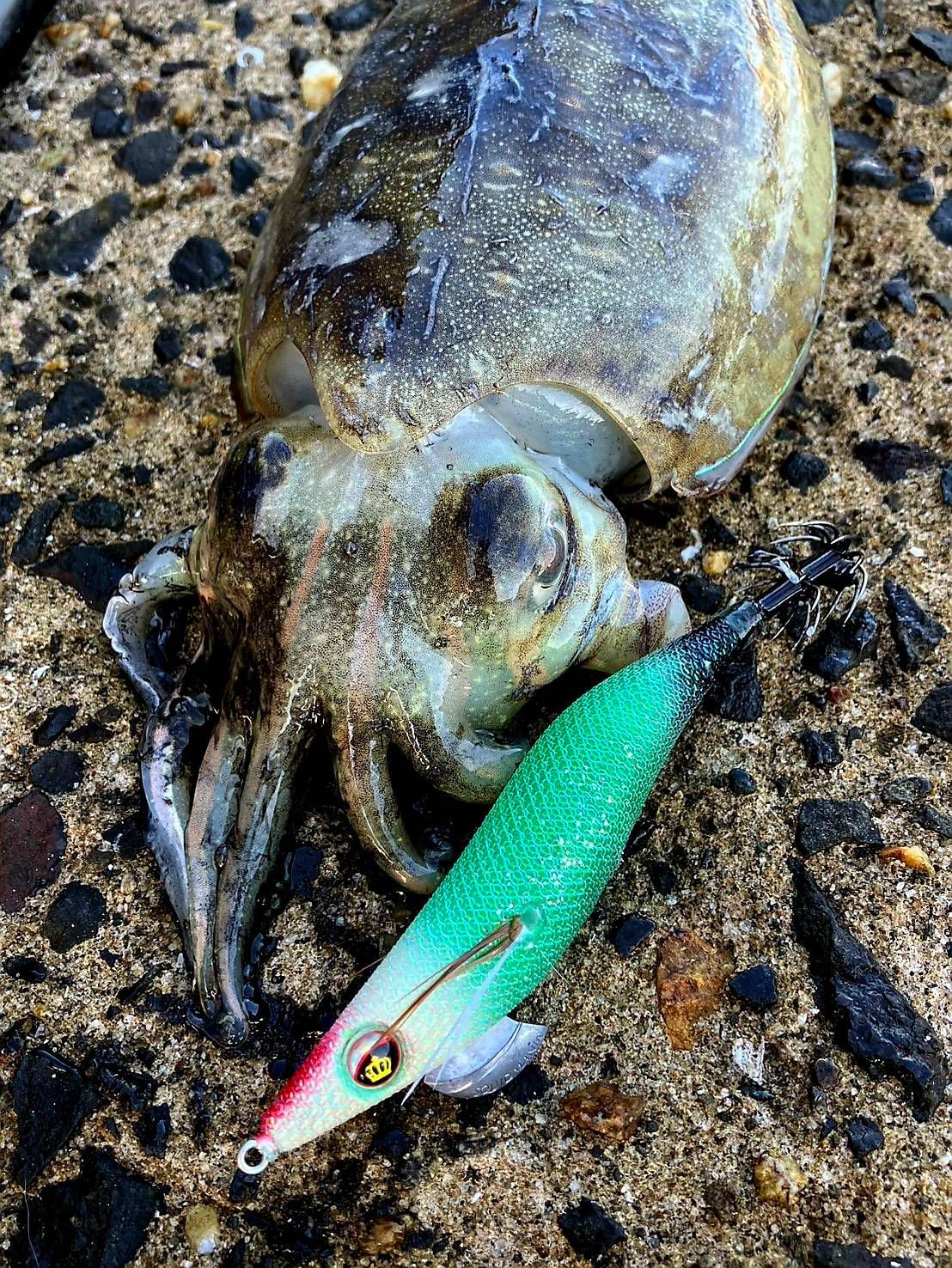 新品】Squid Mania スクイッドマニア WILD CHASE ワイルドチェイス 3.0