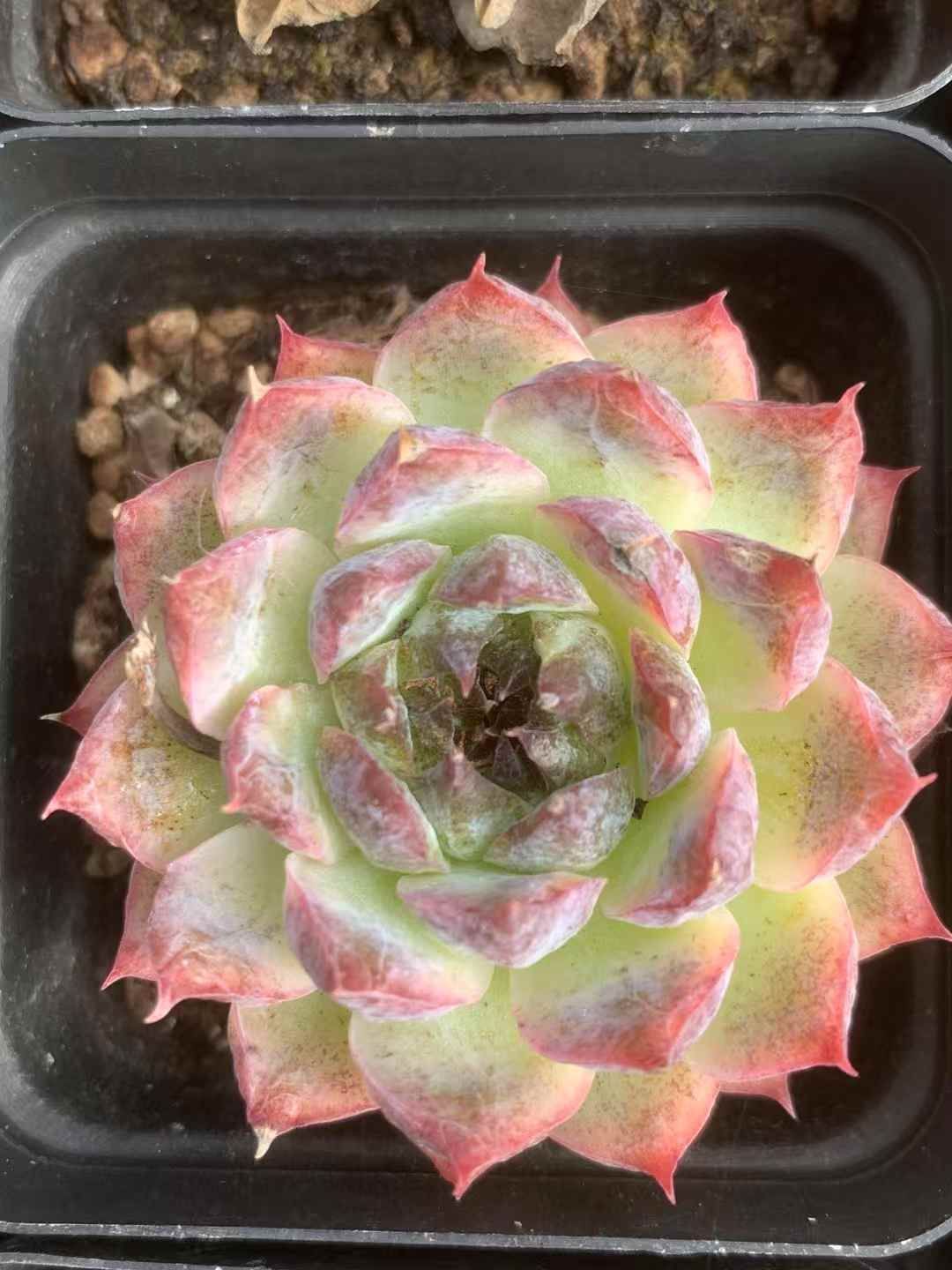 54株の抜き苗セット ホワイトパープル 多肉植物 佐川急便発送 エケベリア 韓国苗 LX20