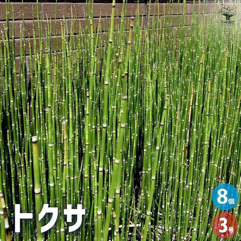 ITANSE トクサ 3号 8個セット 観葉植物 学名 Equisetum hyemale トクサ科 砥草 英名 Scouring rush dutch rush 直立する姿が和モダンインテリアに似合う植物 性質が丈夫で の方でも育てやすい お気