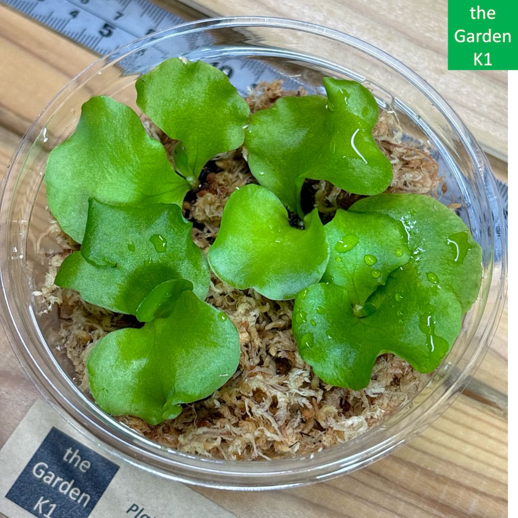 ビカクシダ　コロナリウム ジサクボ | P.coronarium waiwai from @vandaka_plants