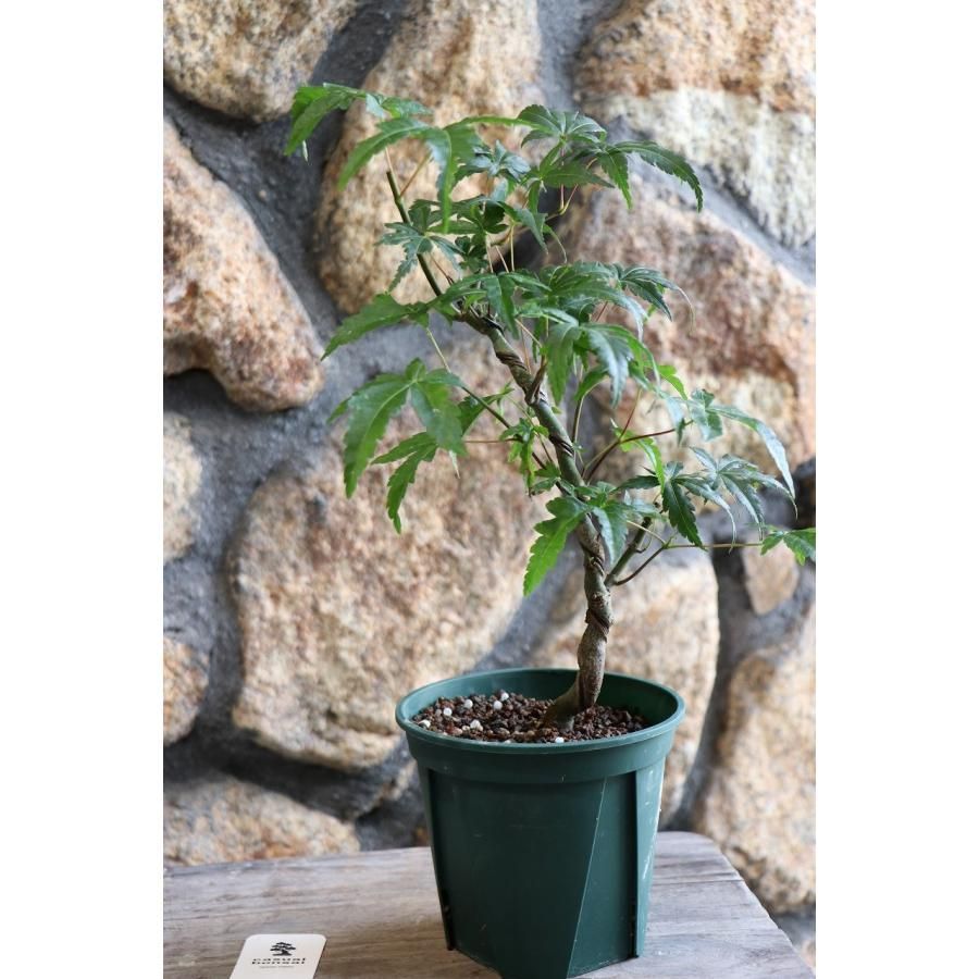 山モミジ 曲がり仕立て 4号鉢 1鉢販売 ヤマモミジ モミジ 紅葉 盆栽