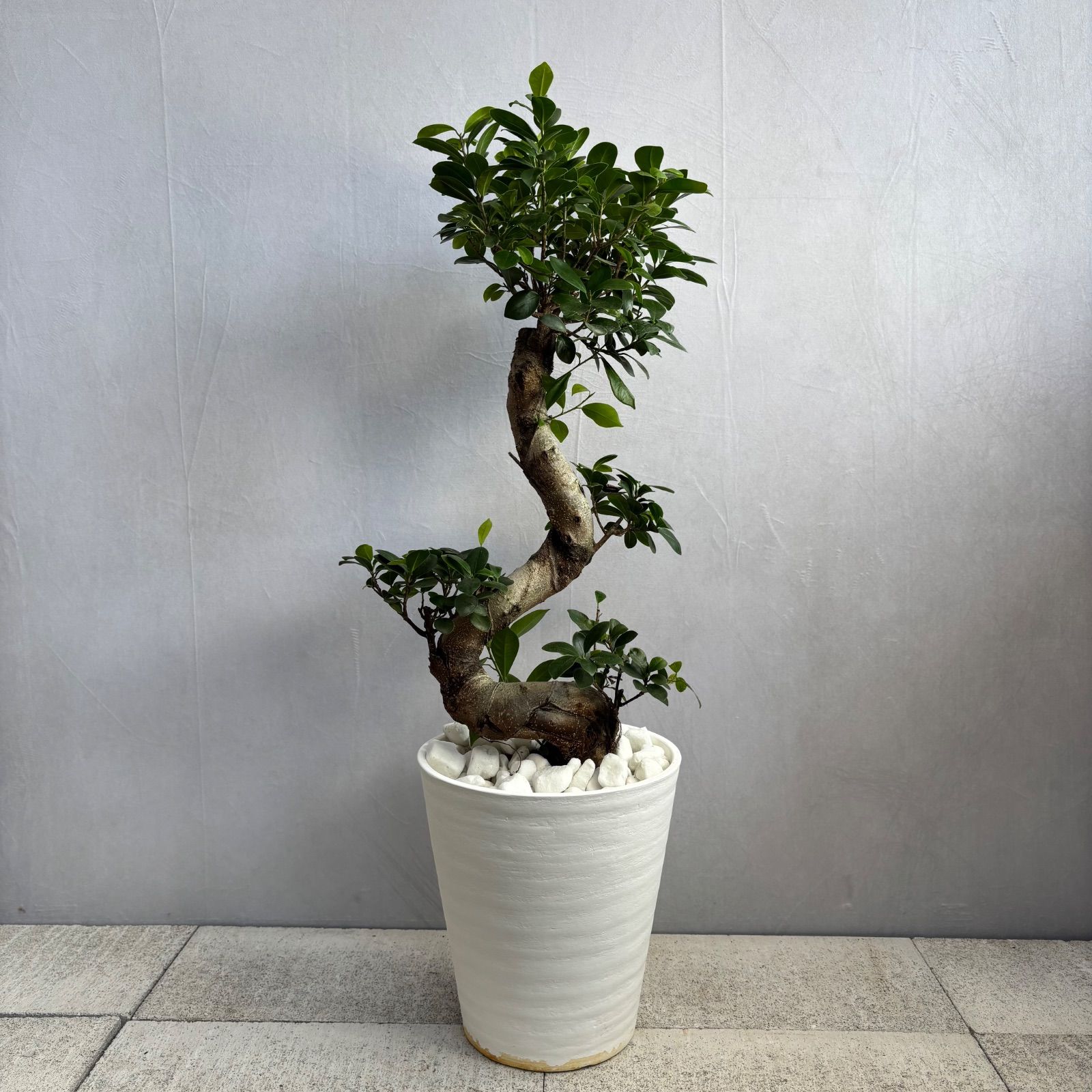 希少❗昇り龍 ガジュマル曲がり 8号 鉢龍 縁起物 希少❗昇り龍