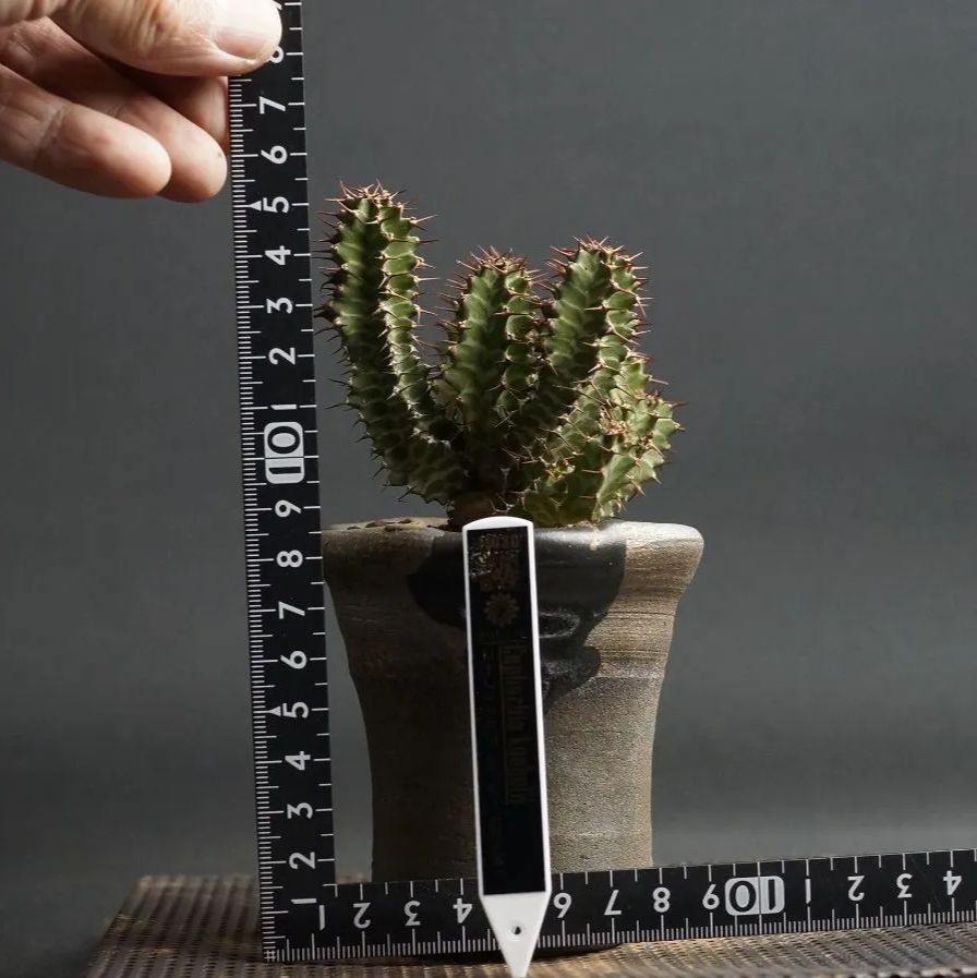 Euphorbia knobelii ユーフォルビア ノベリー　【閃光閣】 Euphorbia knobelii