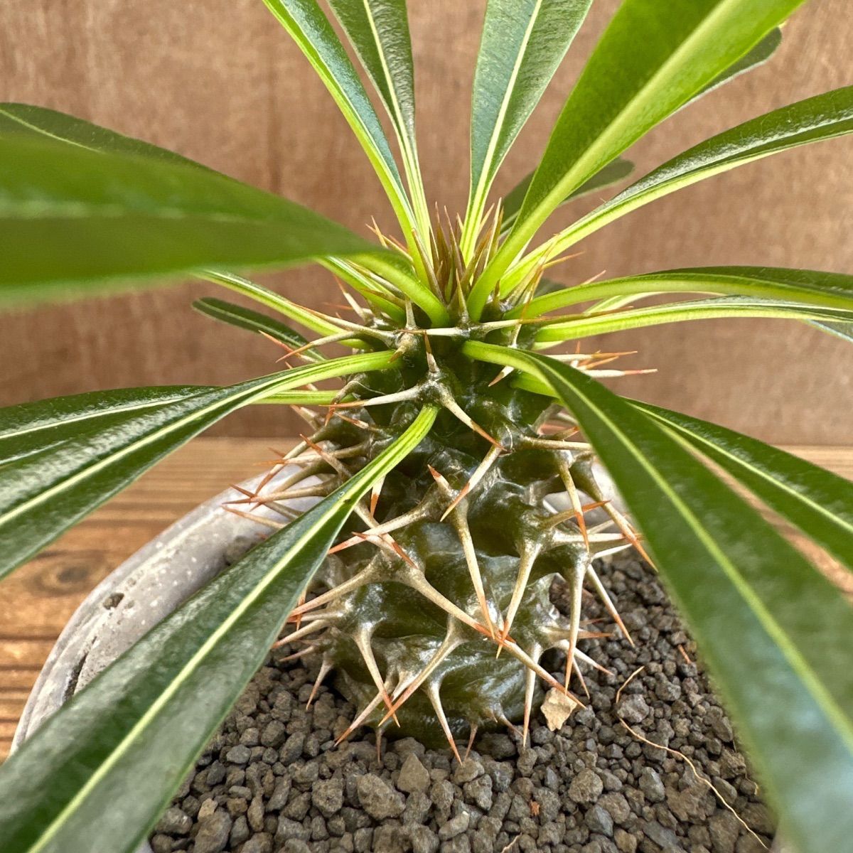 パキポディウム ラメリー ③ 現品 Pachypodhium lamerei パキポジウム 