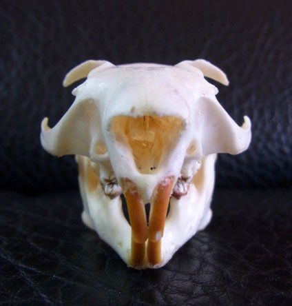 ムササビ flying squirrele 頭骨 - メルカリ