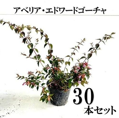 30本セット アベリア エドワードゴーチャ樹高0.2m前後12cmポット