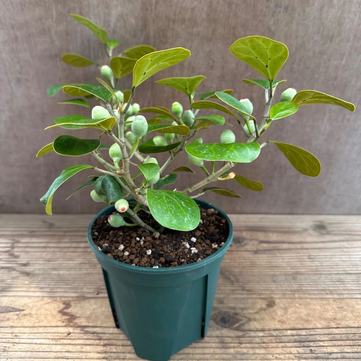 サンプル】フィカス ゴールドコイン Ficus deltoidea フィカス デルトイデア コバンボダイジュ 観葉植物 観葉 植物 珍奇 珍しい レア  希少 インテリア プレゼント おしゃれ かわいい リビング おうち時間 グリーン アートプランツ