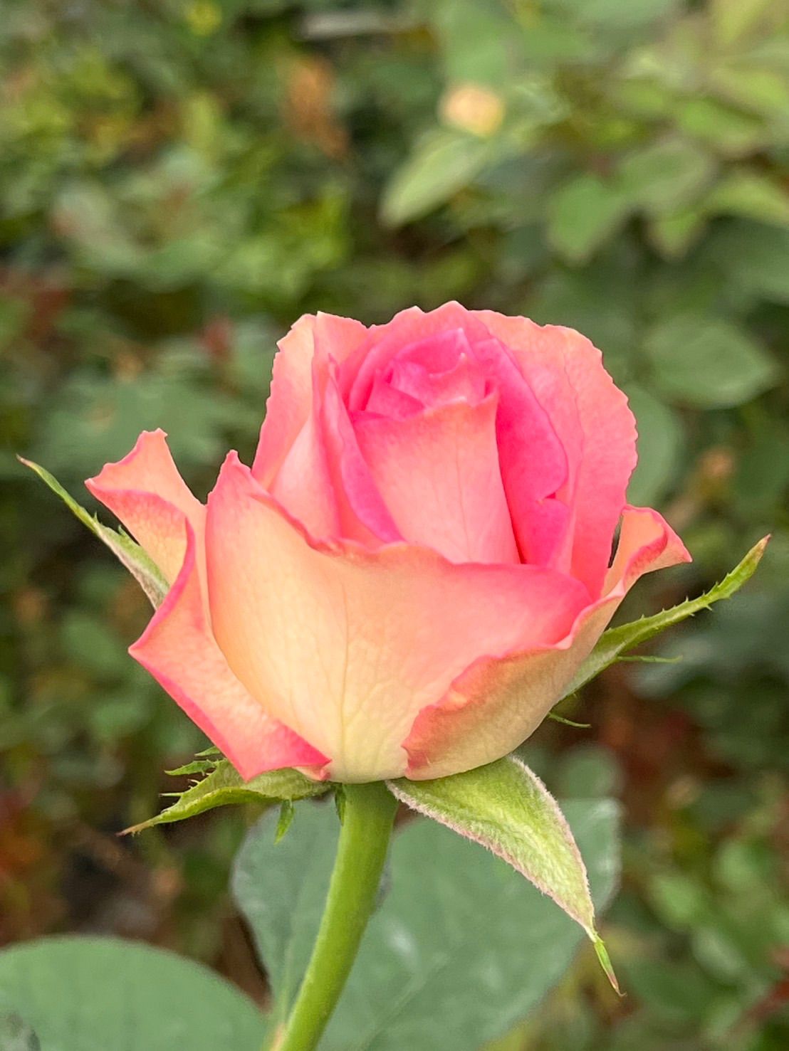 バラ（切り花 ・生花）メインラブチェリー（ピンクグラデーション） 30