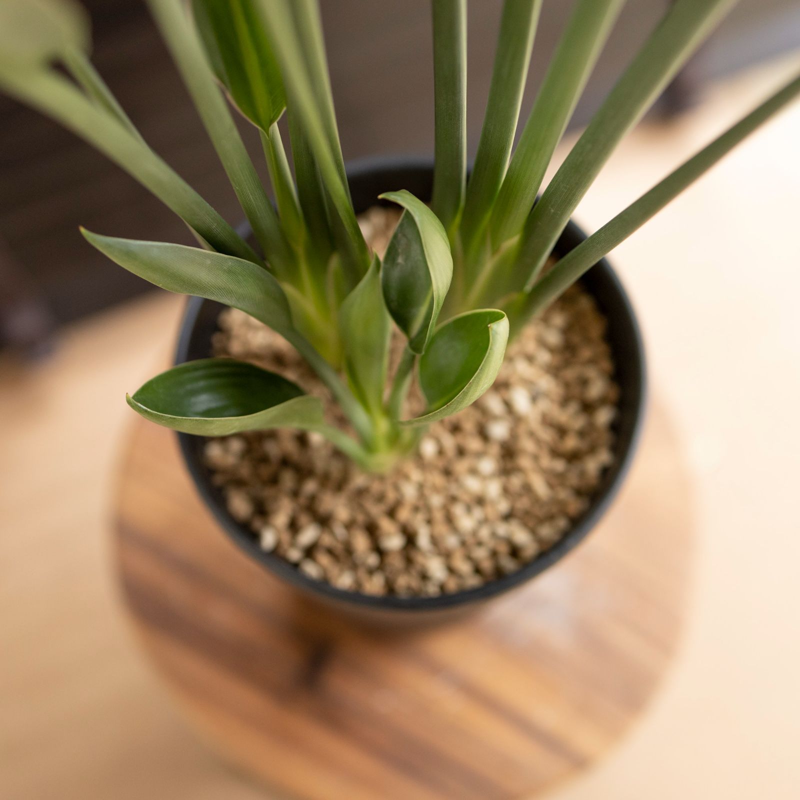 ストレリチア ユンケア ノンリーフ 5号 陶器鉢 オーガスタ 観葉植物 