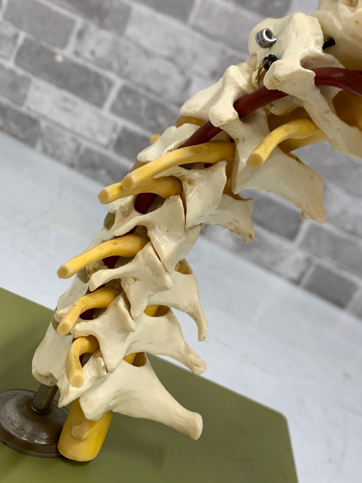 SOMSO ソムソ社 ベスト 人体模型 頸椎模型 SOMSO(ソムソ)社製 脊柱模型