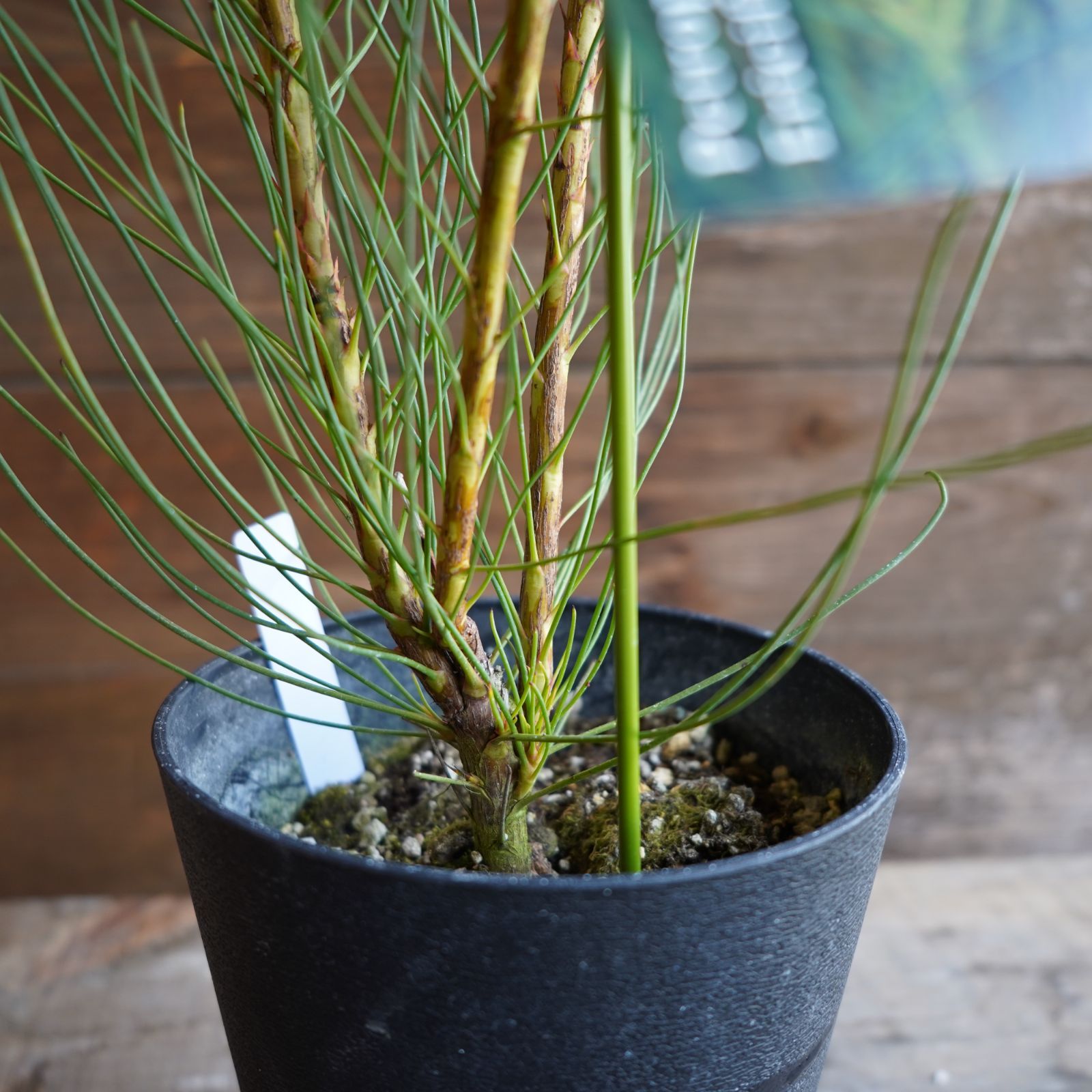 ペトロフィル ”エリシフォリア” C オージープランツ オンライン 現物