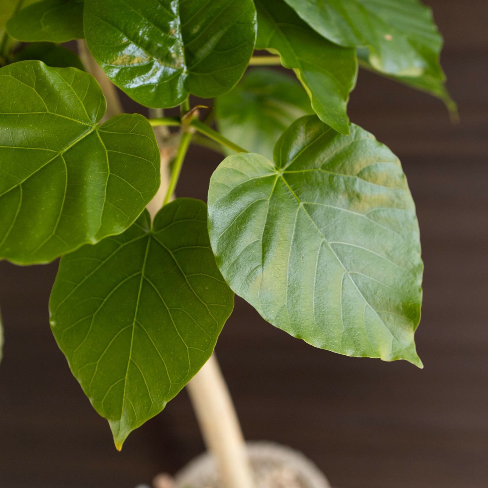 4号 セメントポット